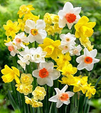Daffodil flowers adding seasonal color to an outdoor landscape

