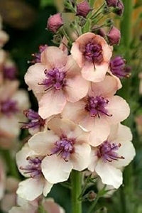 Cream Verbascum Flower Seeds for Planting - NON GMO Seeds for planting in home garden