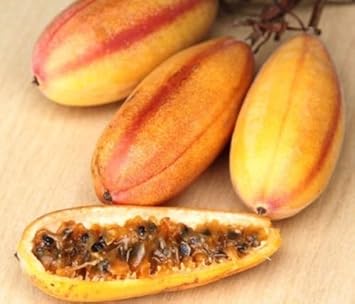 Yellow Passiflora Mollissima Fruit Seeds for Planting – 10 Seeds 100 Pcs pcs