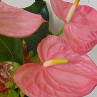 Anturio Plant Seeds for Planting, 100 pcs