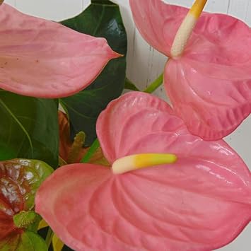 Anturio Plant Seeds for Planting, 100 pcs for planting in your garden.