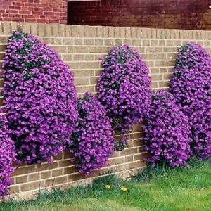 Heirloom Non-GMO Purple Cascading Flower Seeds for Garden Planting