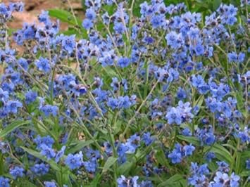 Cynoglossum Flower Seeds for Planting - NON GMO Seeds for planting in home garden