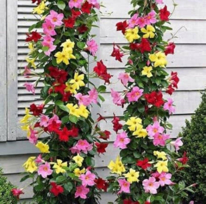 Heirloom Non-GMO Multi-Colored Mandevilla Flower Seeds for Planting – Tropical Vine Seeds