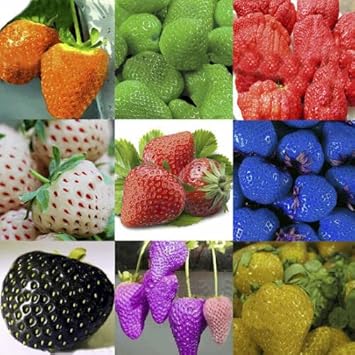 100 Pcs