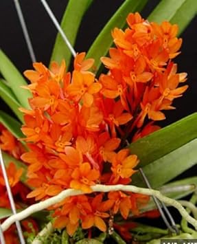 Orange Ascocentrum Flower Seeds for Planting - 100 pcs seeds for planting in home garden
