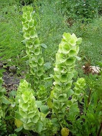 Bells Flower Seeds for Garden Planting - NON GMO Seeds