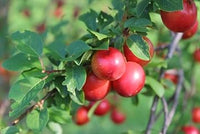 Mirabolano Fruit Seed Pack for Delicious Fruits in Your Garden 100 Pcs pcs