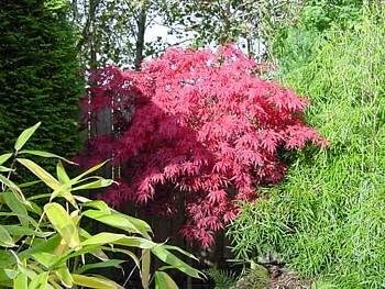 Maroon Suminagashi Plant Seeds – Heirloom Non-GMO Japanese Peony Seeds for Striking Garden Blooms