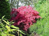 Maroon Suminagashi Plant Seeds – Heirloom Non-GMO Japanese Peony Seeds for Striking Garden Blooms