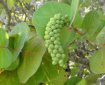 Sea Green Grape Fruit Seeds for Planting - Unique, Nutritious Green Sea Grapes for Coastal Gardens