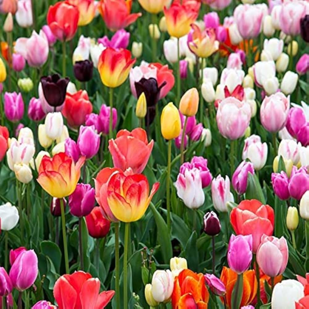 Tulip bulb mix growing in a colorful garden bed