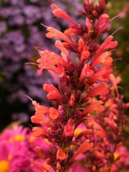 Orange Agastache Flower Planting Seeds for Garden NON GMO Seeds for planting in home garden