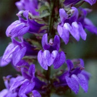 Blue Cardinal Flower Seeds for Planting - 100 pcs seeds for planting in home garden