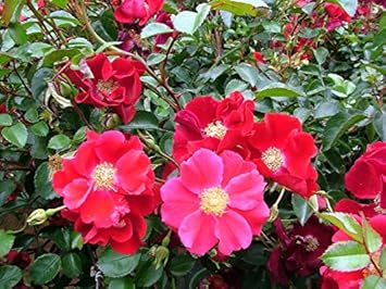 Red Rugosa Rose Flower Seeds for Planting - Heirloom, NON-GMO Seeds - Easy to Grow Garden Blooms