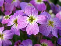 Purple Matthiola Flower Seeds for Planting - 100 pcs