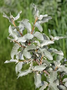 60pcs Silverberry Plant Seeds - Exotic Silverberry Plants for Ornamental Gardens 100 Pcs pcs
