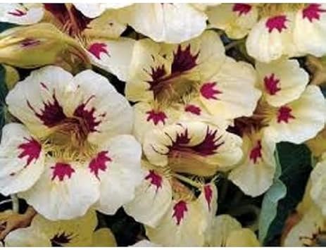 Cream Ladybird Flower Seeds for Planting - NON GMO Seeds