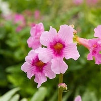 Pink Incarvillea Flower Seeds for Planting, NON GMO Seeds