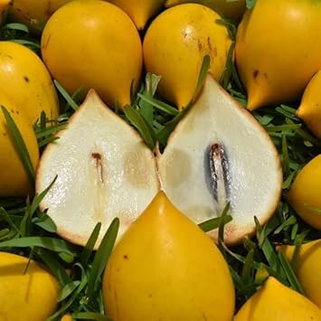 Abiu Fruit Seeds for Planting - Ideal for Tropical Gardens, Non-GMO & Heirloom Seeds