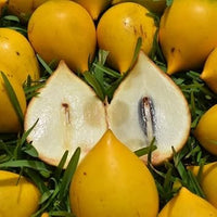 Abiu Fruit Seeds for Planting - Ideal for Tropical Gardens, Non-GMO & Heirloom Seeds