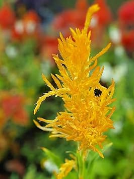 Non-GMO (Non-GMO scientific name) for planting in garden