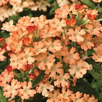 Peach Verbena Didyma Flower Seeds for Planting 100 pcs seeds for planting in home garden