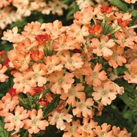 Peach Verbena Didyma Flower Seeds for Planting 100 pcs seeds for planting in home garden