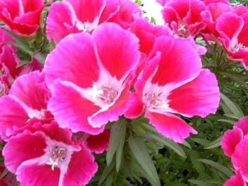 Pink Godetia Flower Seeds for Planting - 100 pcs