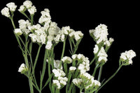 Heirloom Non-GMO Limonium Sinuatum Iceberg Flower Seeds for Planting – White Everlasting Blooms
