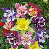 Heirloom Non-GMO Multi-Colored Columbine Flower Seeds for Planting – Vibrant Perennial Seeds