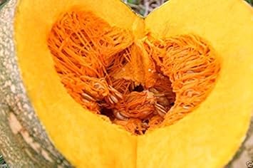 Yellow Jamaican Pumpkin Vegetable Seeds for Planting - heirloom & Non-GMO Seeds