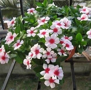 100 Pcs