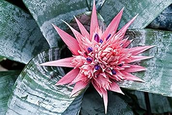 Bromeliad Tillandsia Bulbosa Pink Seeds for Planting NON GMO Seeds for planting in home garden