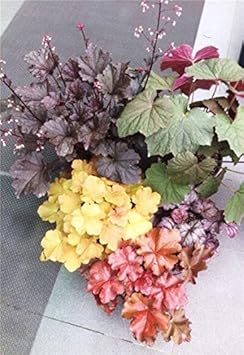Micrantha Flower Seeds for Planting - 100 pcs