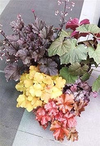 Micrantha Flower Seeds for Planting - 100 pcs