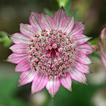 Pink Astrantia Flower Seeds â€“ Non-GMO Heirloom Seeds for Cottage Garden Charm