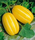 Yellow Musk Melon Fruit Seeds - 25pcs, Exotic and Sweet Melons for Your Garden