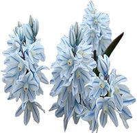 Nivalis SnowDrop Flower Seeds for Garden Planting - NON GMO Seeds for planting in home garden