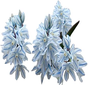 Nivalis SnowDrop Flower Seeds for Garden Planting - NON GMO Seeds for planting in home garden
