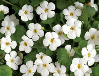 Bacopa Flower Seeds for Planting, Mixed Colors, 100 pcs