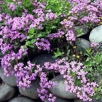 Violet Saponaria Seeds for Planting – Organic, Heirloom, Non-GMO Flower Seeds