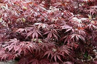 Maroon Suminagashi Plant Seeds – Heirloom Non-GMO Japanese Peony Seeds for Striking Garden Blooms