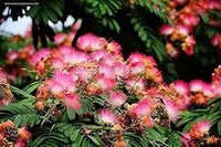 Pink Julibrissin Plant Seeds for Planting - 100 pcs