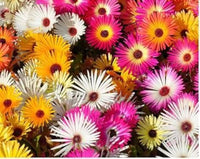 Summer Flower Seeds for Planting - 100 pcs for planting in your garden.