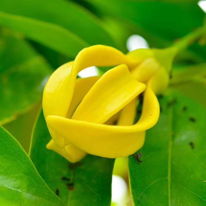 Organic Yellow Cananga Flower Seeds for Planting – Heirloom, Non-GMO