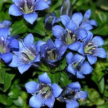 Blue Gentiana Flower Seeds for Planting - 100 pcs seeds for planting in home garden