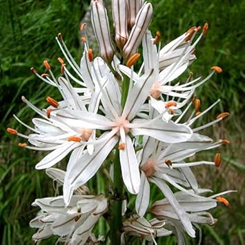 Heirloom Non-GMO Asphodelus Albus Flower Seeds for Planting – Tall Spiky Blooms for Mediterranean Gardens