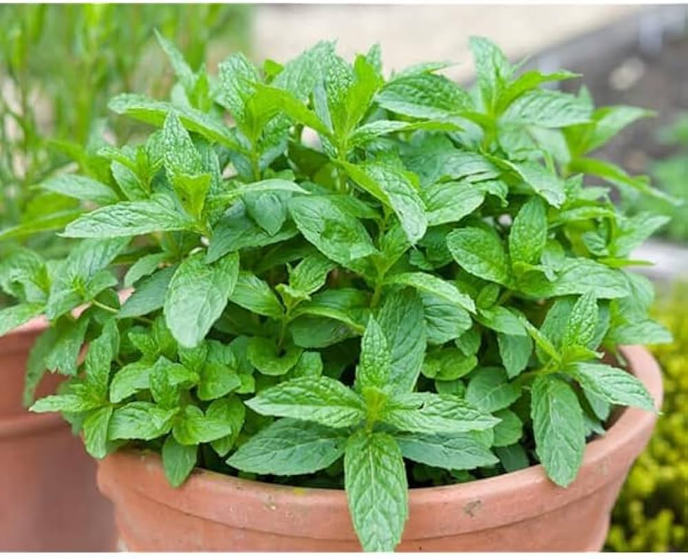 Close-up of aromatic peppermint mint leaves with vibrant green foliage.

