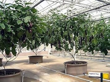Black Eggplant Seeds for Planting - 100 Pcs pcs